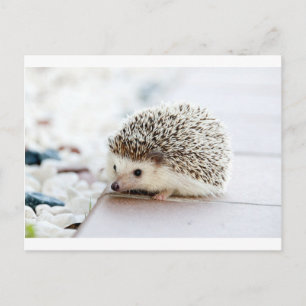 Hedgehog Postcard