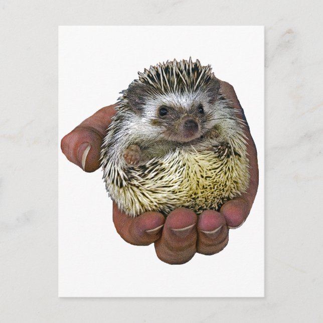 Hedgehog Postcard (Front)