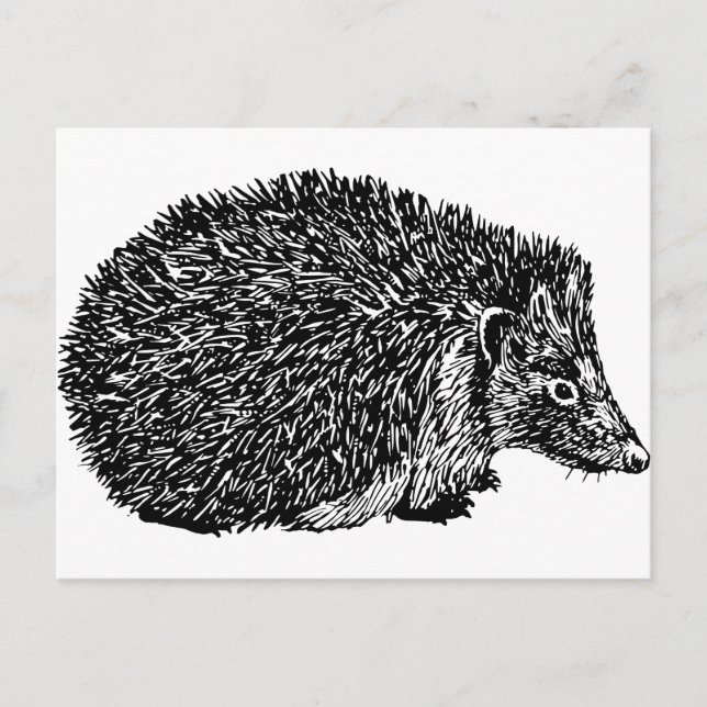 Hedgehog Postcard (Front)