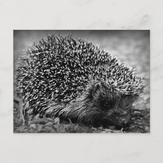 Hedgehog Postcard