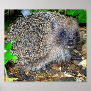 Hedgehog poster
