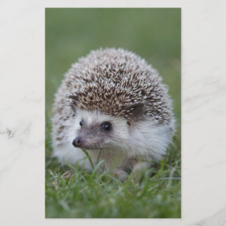 Hedgehog Stationery