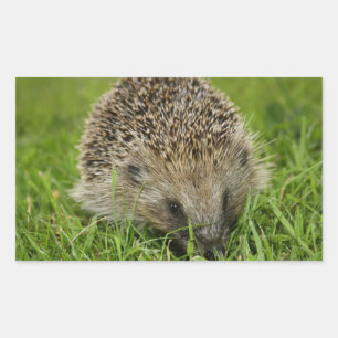 Hedgehog Stickers