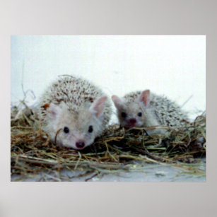 Hedgehogs as Pets Poster