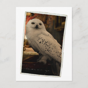 Hedwig 3 postcard