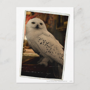 Hedwig 3 postcard