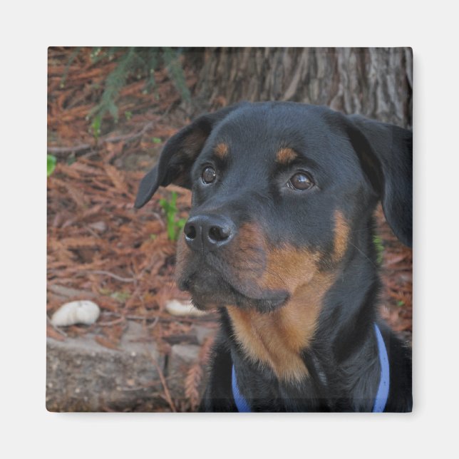 Heidi Rottweiler Magnet (Front)