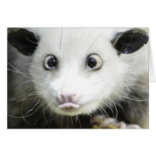 Heidi The Cross Eyed Opossum