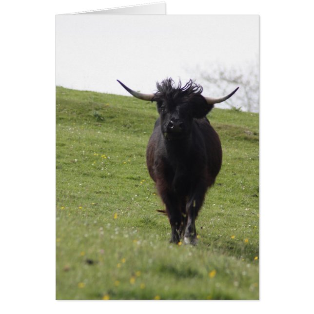 Heilan Coo (Devant)