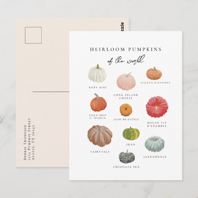 Heirloom Pumpkins Fall Postcard (Front/Back)