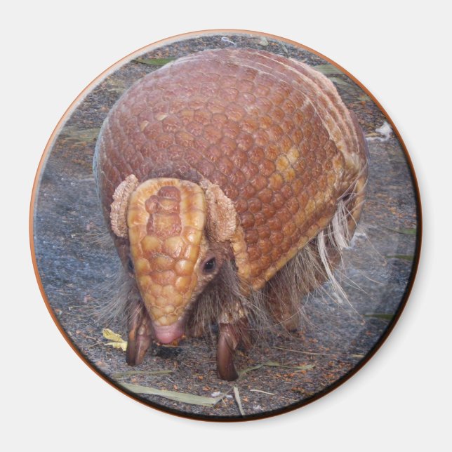 Helaine's Armadillo Magnet (Front)