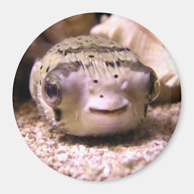 Helaine's Blowfish Pufferfish Magnet (Front)