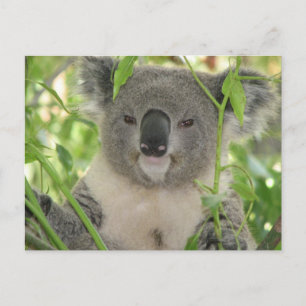 Helaine's Koala Bear Postcard