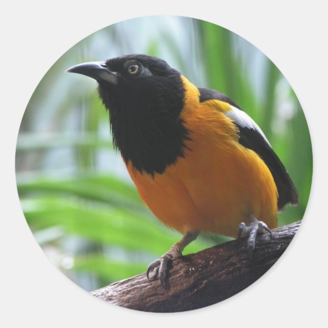 Helaine's Oriole Classic Round Sticker (Front)