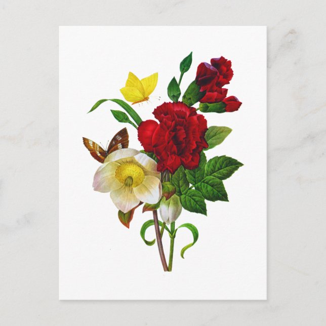 Helebore, Christmas Rose by Pierre Joseph Redoute Holiday Postcard (Front)