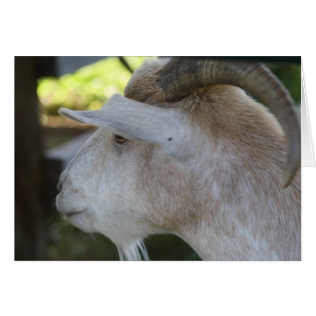 Helen (Front Horizontal)