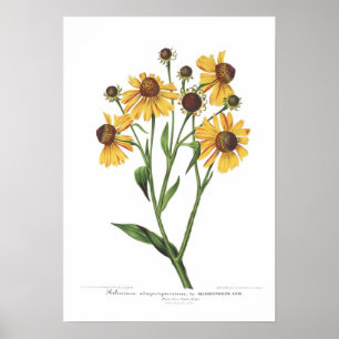 Helenium atropurpureum poster