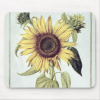 Helianthus Annuus from 'Velins du Roi Vol.36'