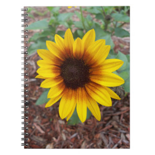 Helianthus Annuus on a Notebook