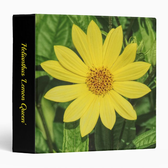 Helianthus 'Lemon Queen' (1.5in) Binder (Front/Spine)