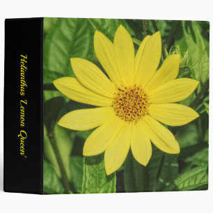 Helianthus 'Lemon Queen' (2in) Binder