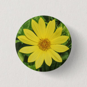 Helianthus 'Lemon Queen' Sunflower 1 Inch Round Button