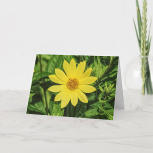 Helianthus 'Lemon Queen' Sunflower Card