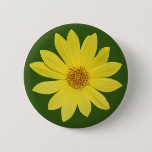 Helianthus 'Lemon Queen' Sunflower (isolated) 2 Inch Round Button