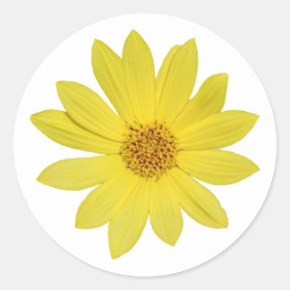 Helianthus 'Lemon Queen' Sunflower (isolated) Classic Round Sticker