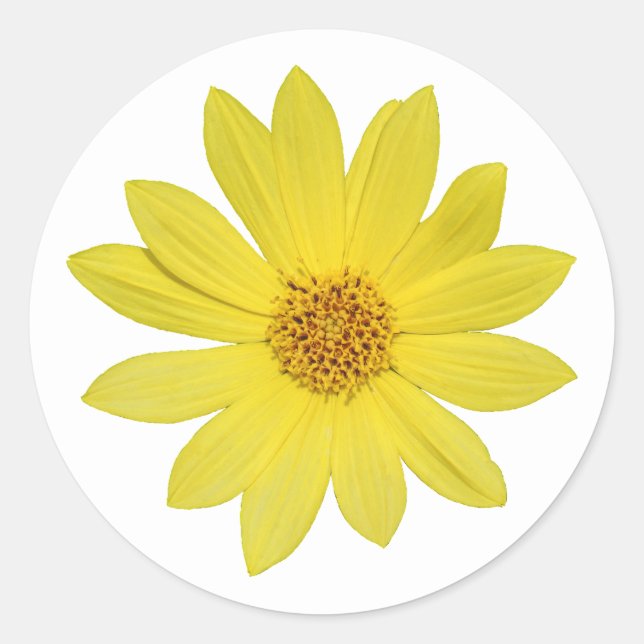 Helianthus 'Lemon Queen' Sunflower (isolated) Classic Round Sticker (Front)