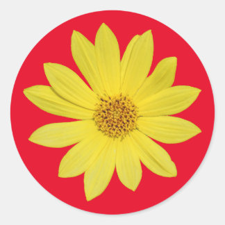 Helianthus 'Lemon Queen' Sunflower (isolated) Classic Round Sticker