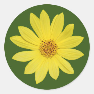 Helianthus 'Lemon Queen' Sunflower (isolated) Classic Round Sticker