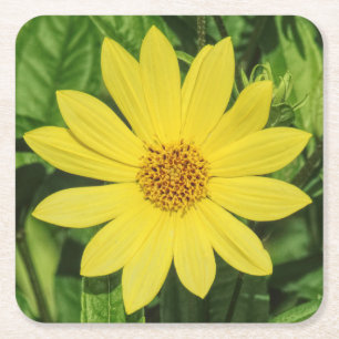 Helianthus 'Lemon Queen' Sunflower Square Paper Coaster