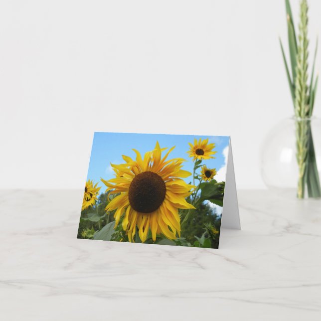 Helianthus (tournesol) en Écosse carte (vide) (Devant)