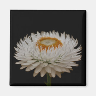 Helichrysum Flower Magnet
