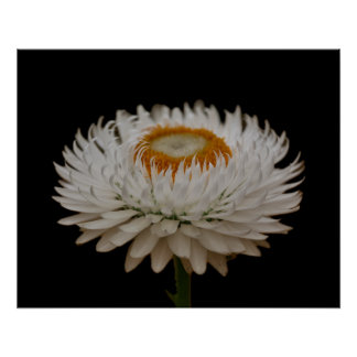 Helichrysum Flower Poster