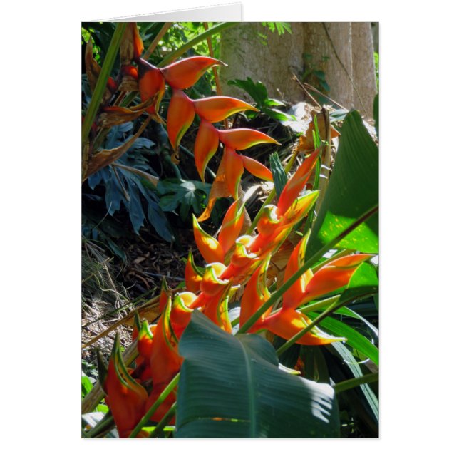 Heliconia (Front)