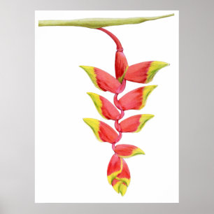 Heliconia Branch Poster