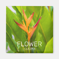 Heliconia Flowers Botanical Plant Garden Design