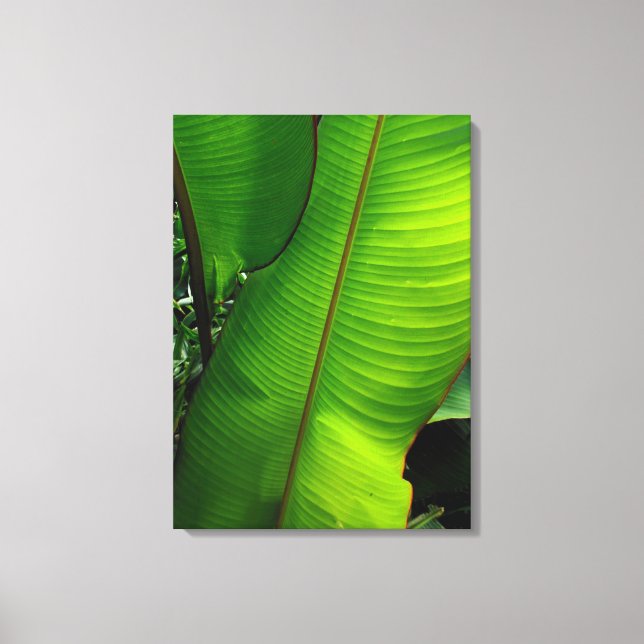 Heliconia Leaves Canvas Print (Front)