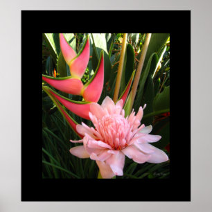 Heliconia Pink Torch Ginger Hawaiian Poster Prince