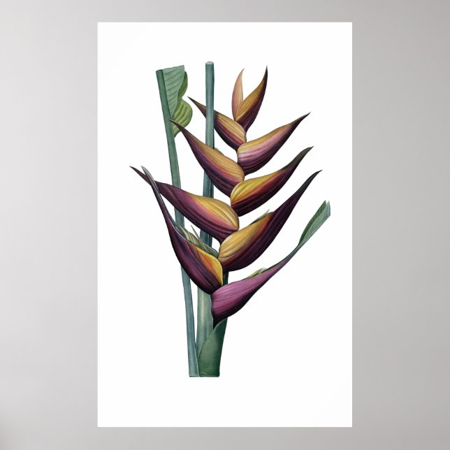 Heliconia PREMIUM QUALITY print (Front)