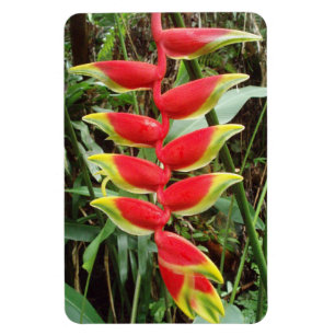 Heliconia rostrata Flexible Flexible Photo Magnet