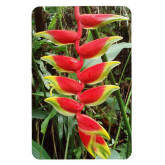Heliconia rostrata Flexible Flexible Photo Magnet
