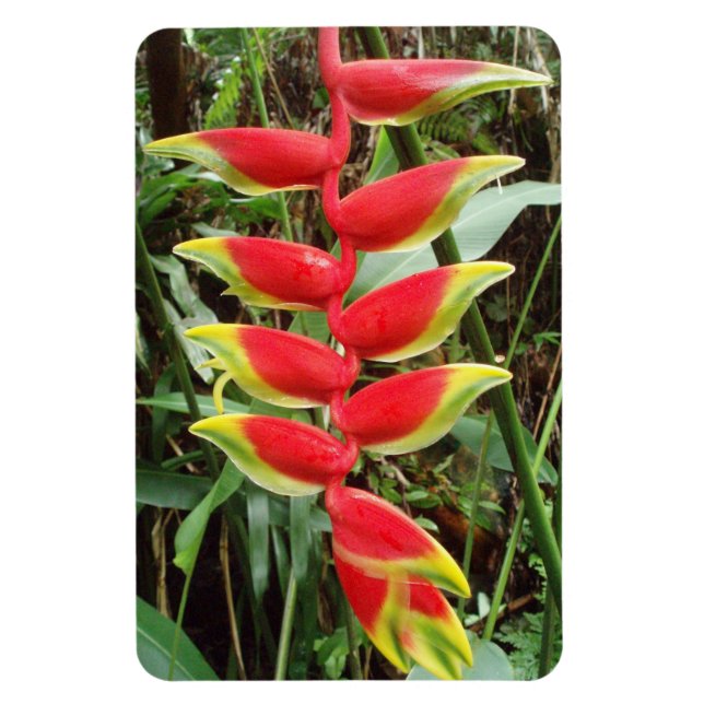 Heliconia rostrata Flower Flexible Photo Magnet (Vertical)