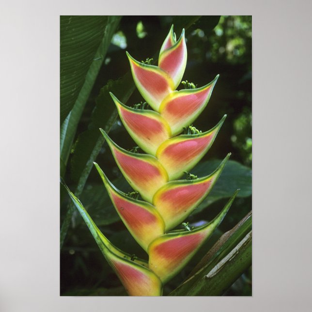 Heliconias, Heliconia walkeriana), La Selva Poster (Front)