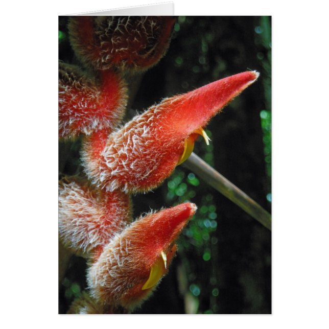 Heliconie hawaïenne (Devant)