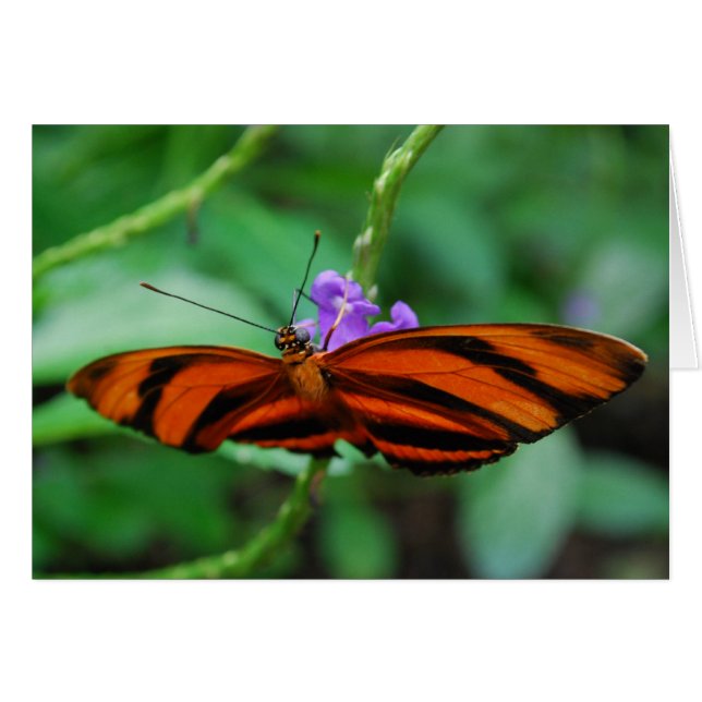 Heliconienne orange bandée (Devant horizontal)