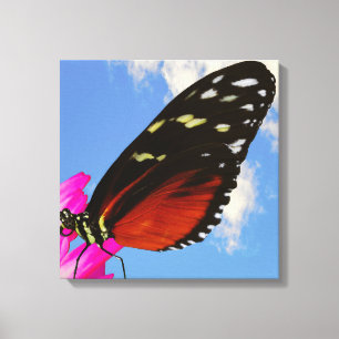 Heliconius hecate butterfly on a pink Dahlia  Canvas Print