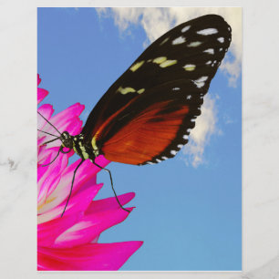Heliconius hecate butterfly on a pink Dahlia  Letterhead